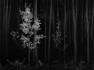 ANSEL ADAMS (AMERICAN, 1902-1984), 'Aspens, Northern New Mexico' (Horizontal), 1958, Gelatin silver mural print, 40 x 52 in. (101.6 x 132.1 cm.) Estimate: $150,000-$350,000 USD