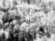 black and white abstract image of flower forms