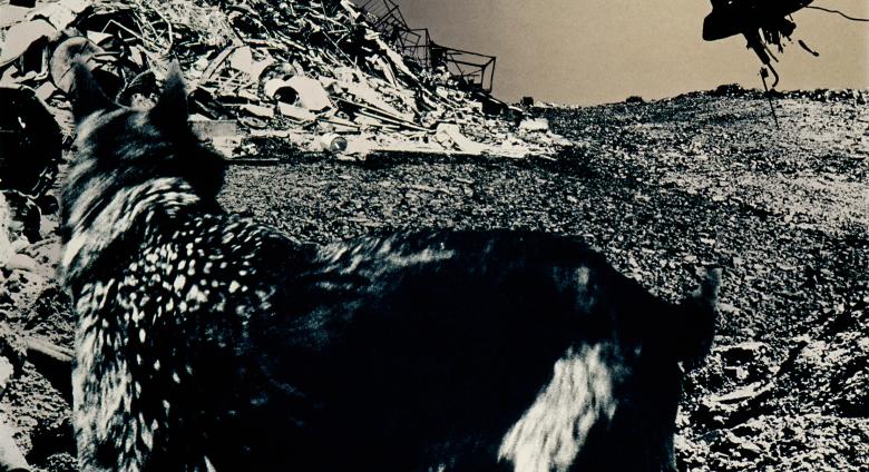Jo Ractliffe black and white photograph of a dog