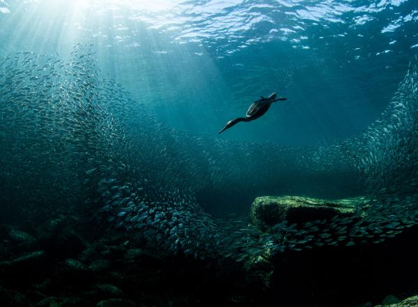 photograph from underwater of a bird diving after scattering fish
