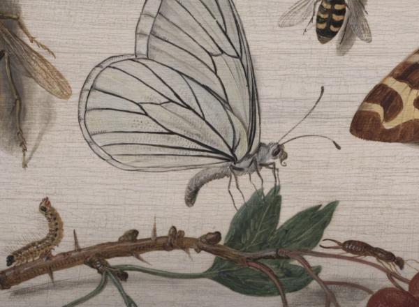 Insects detail Van kessel 