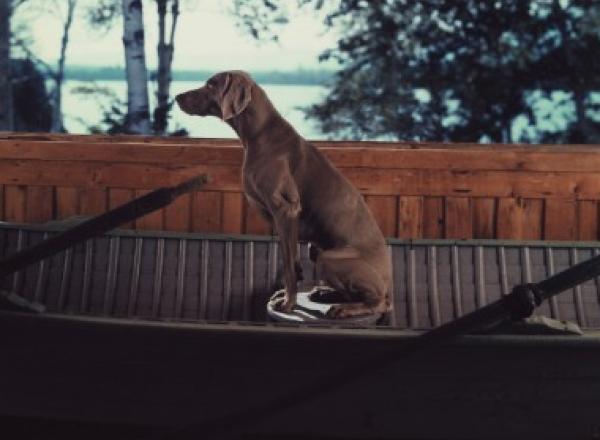 William Wegman, Sent, 1991. Color Polaroids, each 24 x 20 in.