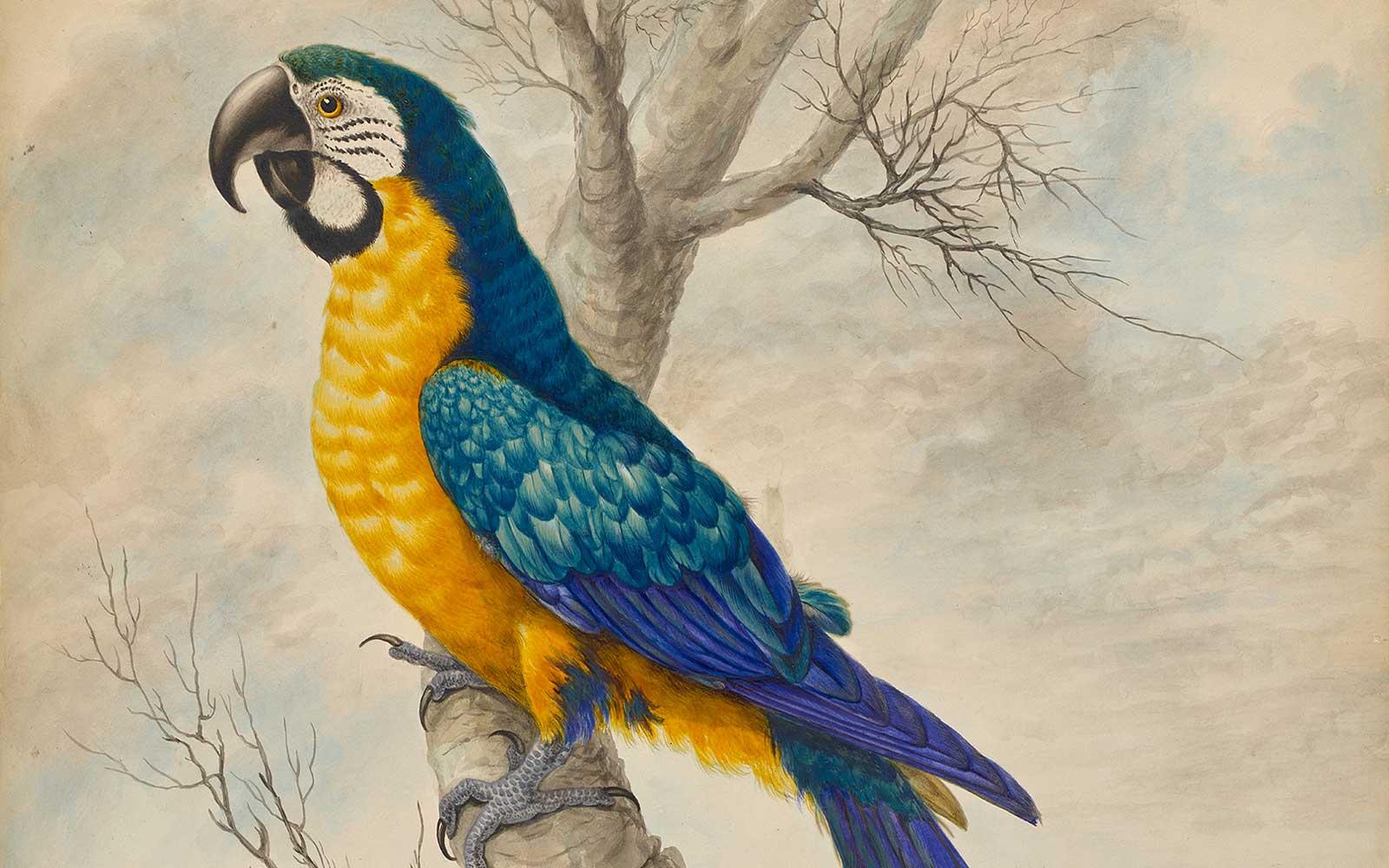 Sarah Stone, A blue and yellow Macaw, after 1789.
