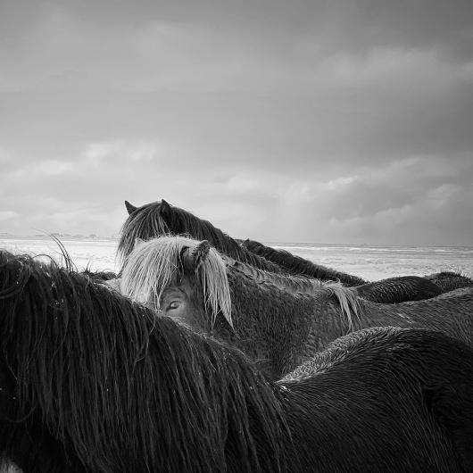 black and white close-up photograph of horses in the snow