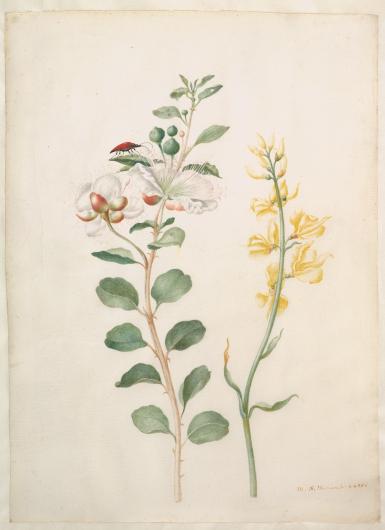  Image Caption: Maria Sibylla Merian, Study of Capers, Gorse, and a Beetle, 1693. The Metropolitan Museum of Art, New York.
