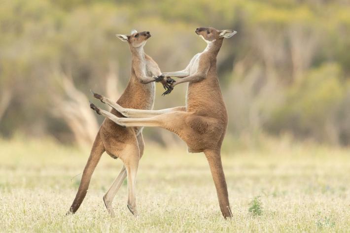 Missed Highly Commended Winner Lea Scaddan, Western Grey Kangaroos.
