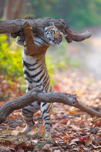 Smoked deer for dinner Finalist Siddhant Agrawal, Tiger, Jim Corbett National Park, India.